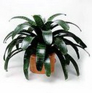 وریزیا هایروجلیفیکا